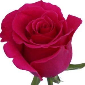 Meet your Posher, Rose